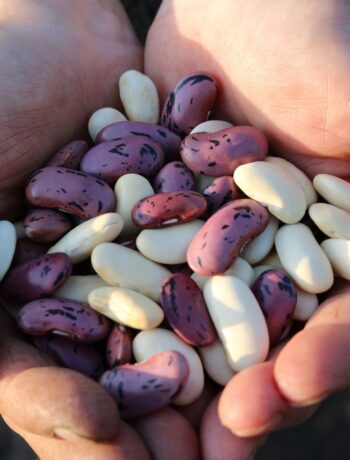 I fagioli
