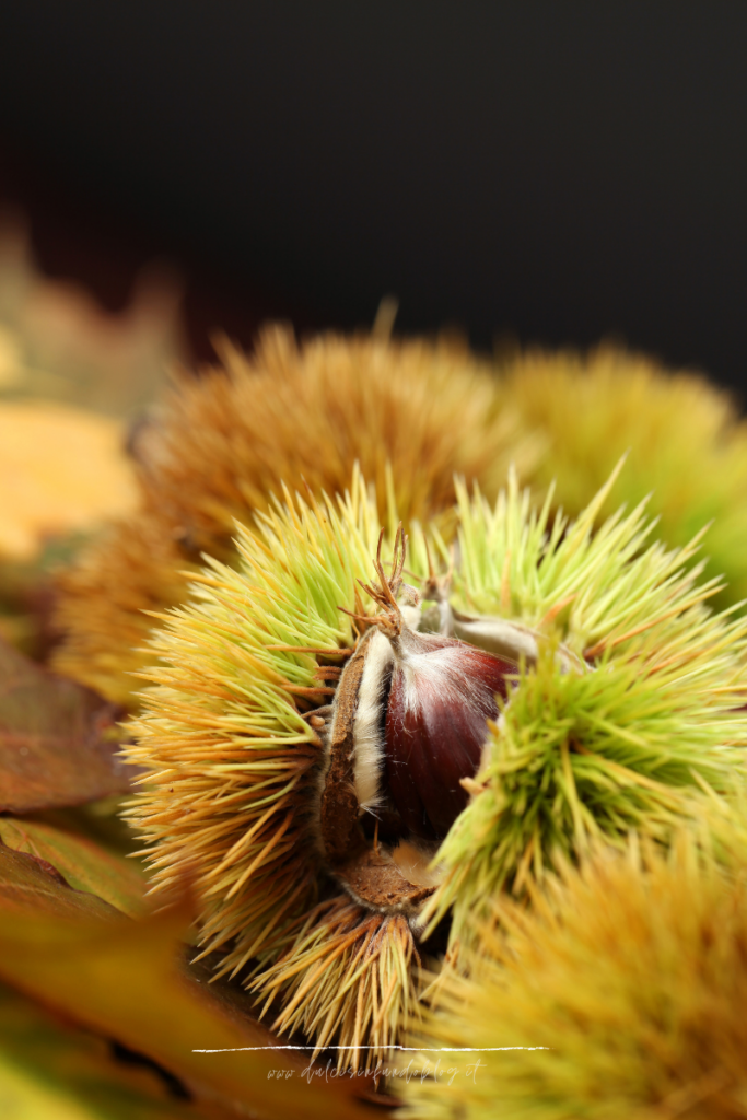 Castagne: come cucinarle, conservarle e riconoscerle
