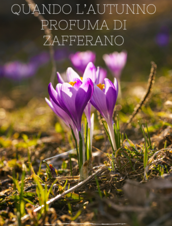 Quando l’autunno profuma di zafferano