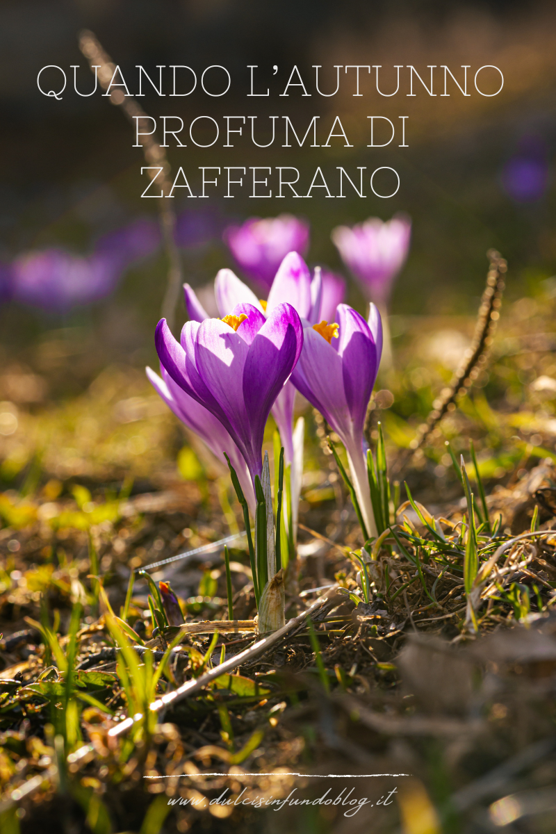 Quando l’autunno profuma di zafferano